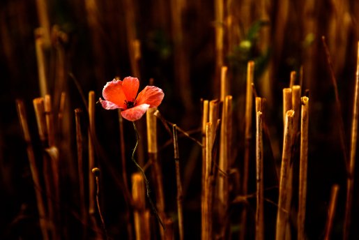 5. Lieblingsbild NP.jpg