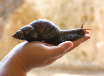 Hort Entdeckerland - Achat-Therapieschnecke